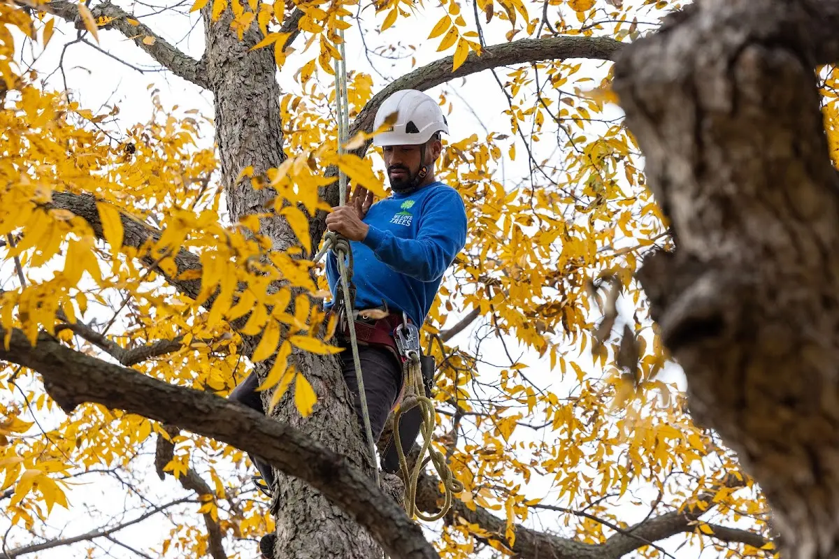 Skilled Tree Transplanting crew working in Okolona
